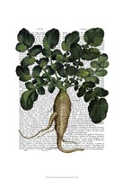 Parsnip 1 Framed Print