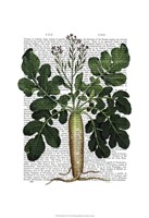 Parsnip 2 Framed Print