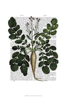 Parsnip 3 Framed Print