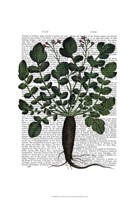 Parsnip 4 Framed Print