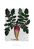 Turnip Framed Print