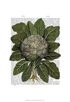 Cauliflower Fine Art Print
