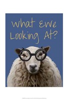 What Ewe Looking At Sheep Print Fine Art Print