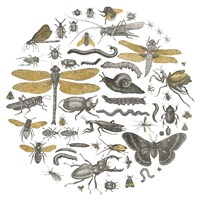 Insect Circle I Fine Art Print