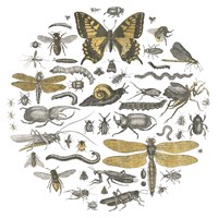 Insect Circle II Fine Art Print