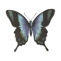 Butterfly Botanical I Framed Print