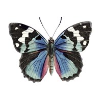 Butterfly Botanical II Framed Print