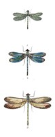 Dragonfly Study I Framed Print