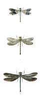 Dragonfly Study II Framed Print
