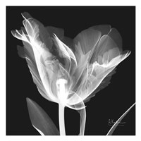 Lusty Tulip 1 Fine Art Print