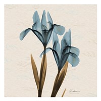 Iris Blue Brown B18 Framed Print