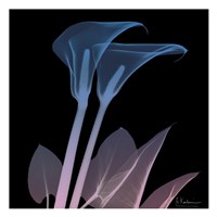 Calla Lily Purp and Black Framed Print