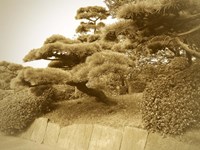 Tokyo Park Fine Art Print