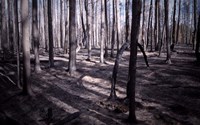 San Bernardino Burned Forest Fine Art Print