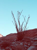 Desert Plant Fine Art Print