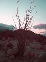Desert Plants And Sunset Fine Art Print