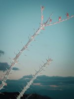 Plant Fine Art Print