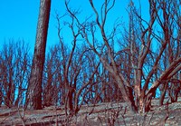 Burned Trees And A Sky Fine Art Print