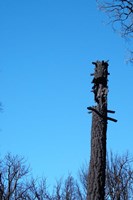 Tree Trunk Burned Fine Art Print