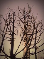 Burned Trees 3 Fine Art Print