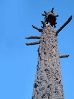 Burned Trees 4 Fine Art Print