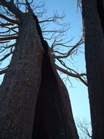 Burned Trees 7 Fine Art Print