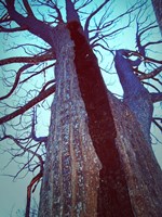 Burned Trees 8 Fine Art Print