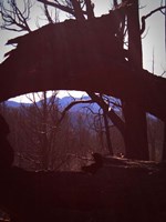 Burned Trees 9 Fine Art Print