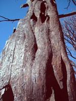 Black Tree Fine Art Print