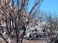 Burned Forest 4 Fine Art Print