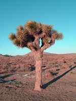 Joshua Tree Fine Art Print