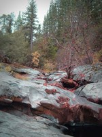 Sierra Nevada Forest 1 Fine Art Print