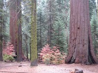 Sequoia Trees Fine Art Print