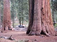 Sequoia Trees 1 Fine Art Print