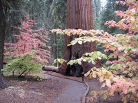 Sequoia Trees 2 Fine Art Print