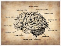 Vintage Brain Map Anatomy Fine Art Print