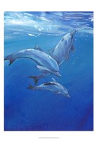 Under Sea Dolphins Fine Art Print