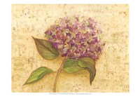 Hydrangea Love I Framed Print