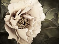 Golden Era Peony I Fine Art Print