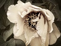 Golden Era Peony III Fine Art Print