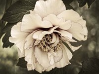 Golden Era Peony IV Fine Art Print