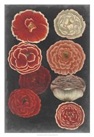 Midnight Poppies Fine Art Print