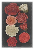 Midnight Roses Fine Art Print