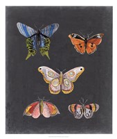 Butterflies on Slate II Fine Art Print