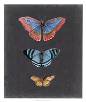 Butterflies on Slate III Fine Art Print