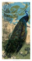 Rustic Peacock I Fine Art Print