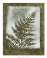 Shadows & Ferns I Fine Art Print