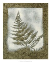 Shadows & Ferns II Fine Art Print