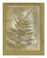 Shadows & Ferns III Fine Art Print