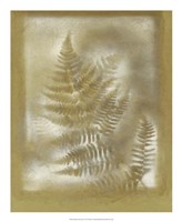 Shadows & Ferns IV Fine Art Print